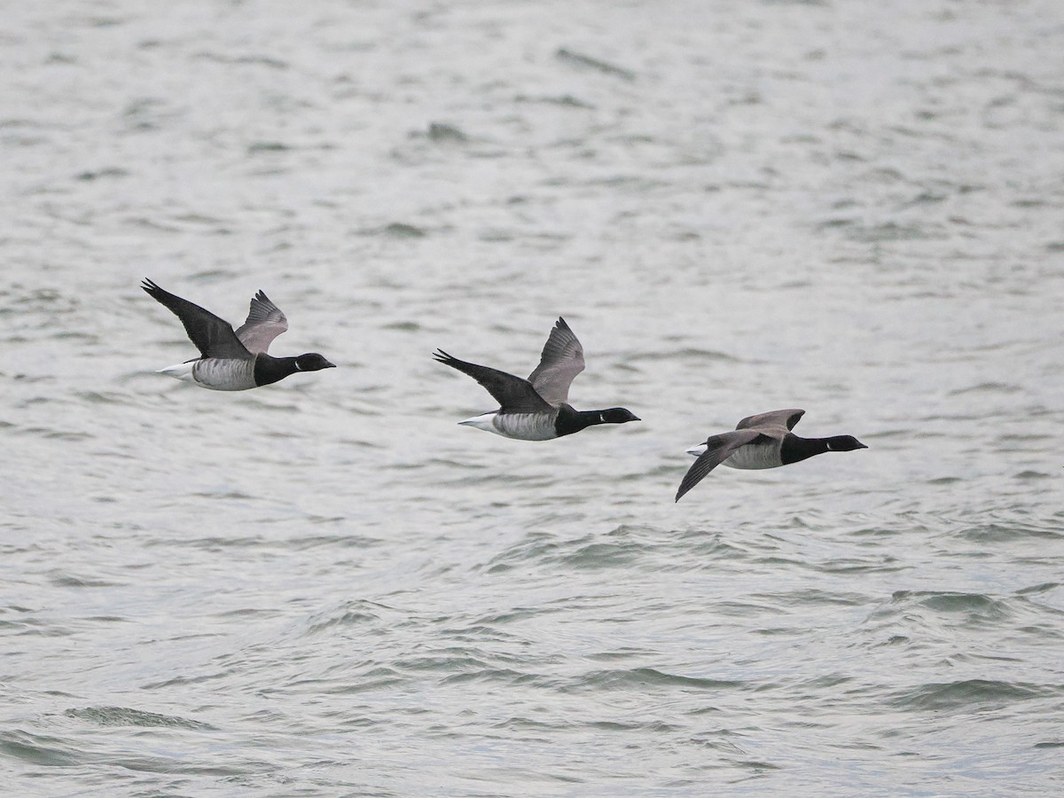 ringgås - ML644627391