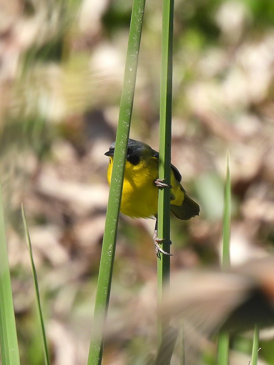 Paruline voilée - ML644627393