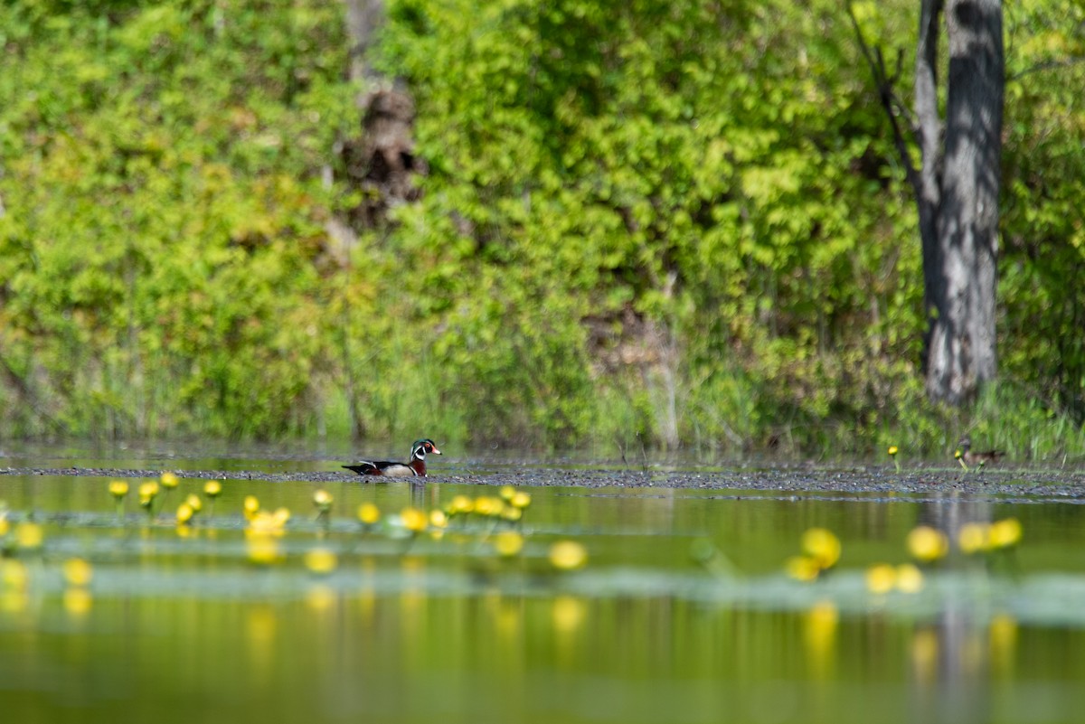 美洲鴛鴦 - ML644627396