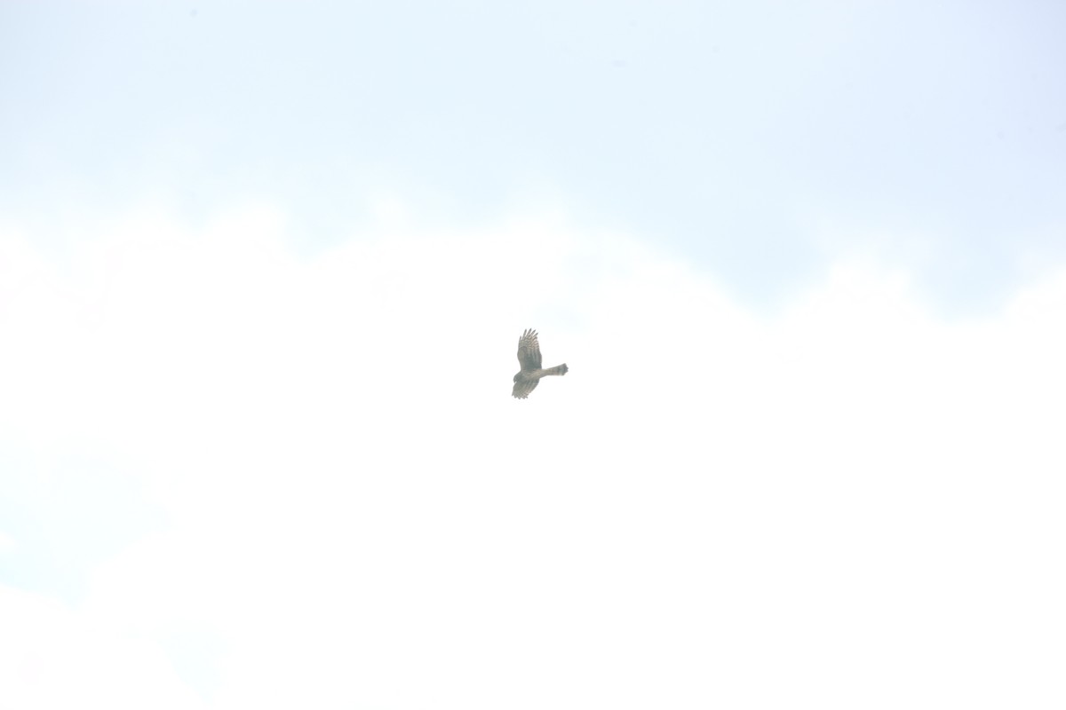 Northern Harrier - ML644627398