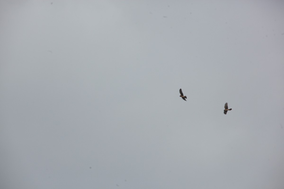 Northern Harrier - ML644627399