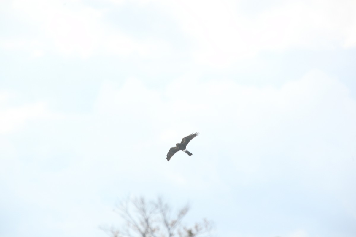 Northern Harrier - ML644627400