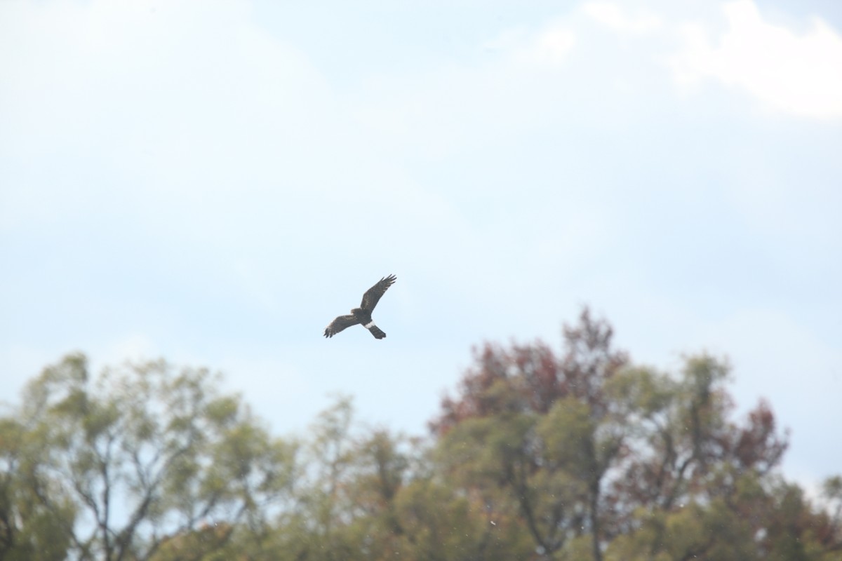 Northern Harrier - ML644627401