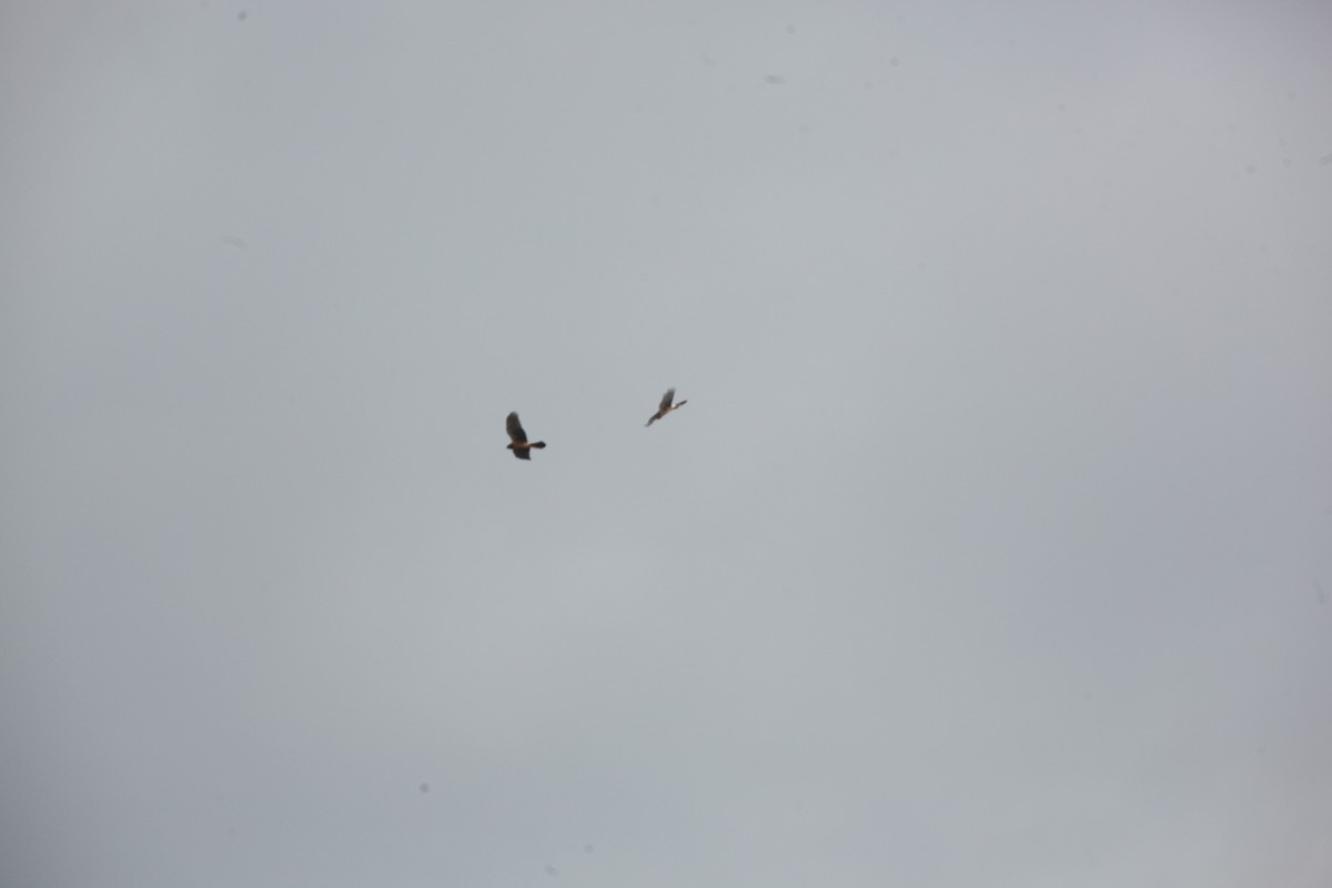 Northern Harrier - ML644627402