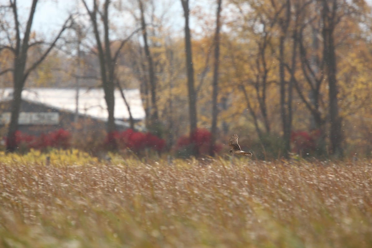 Northern Harrier - ML644627405