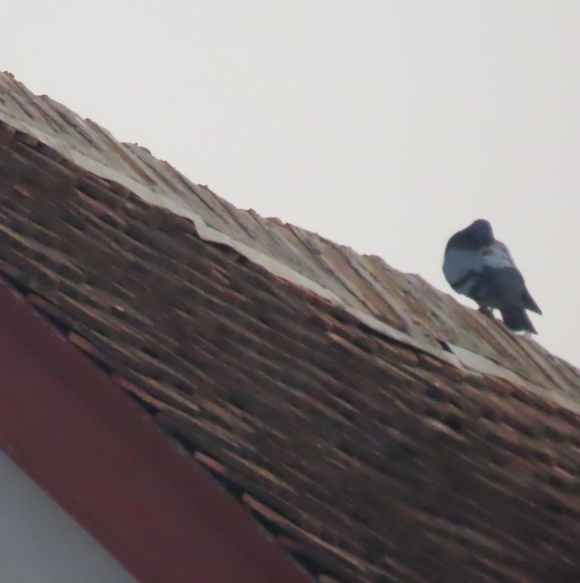 Голуб сизий (міський) - ML644627412