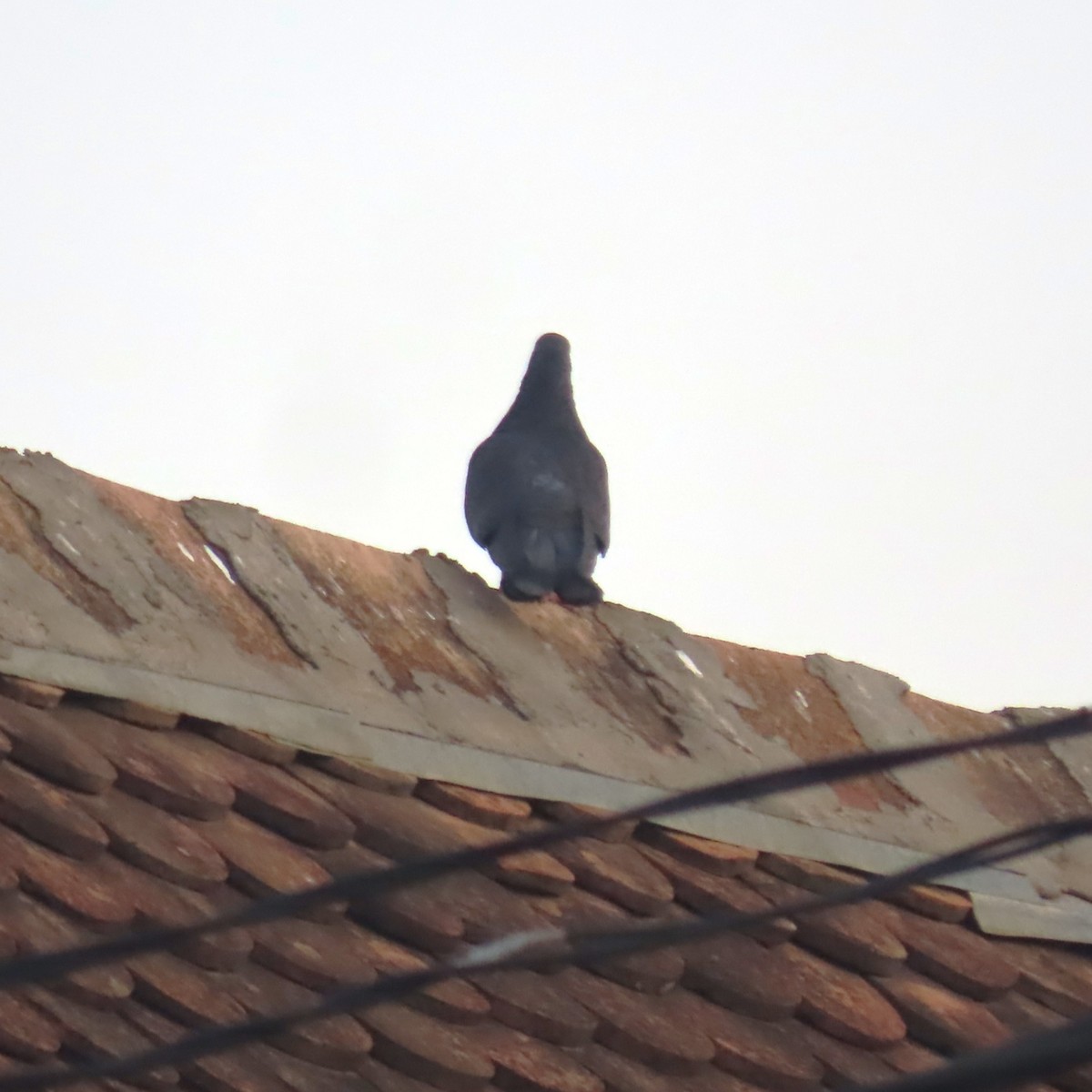 Голуб сизий (міський) - ML644627413