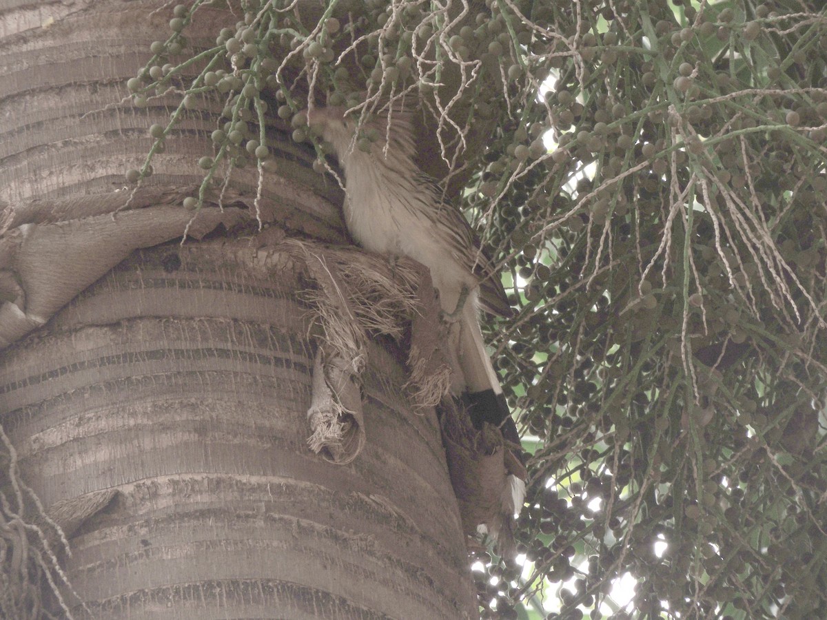 アマゾンカッコウ - ML644627416