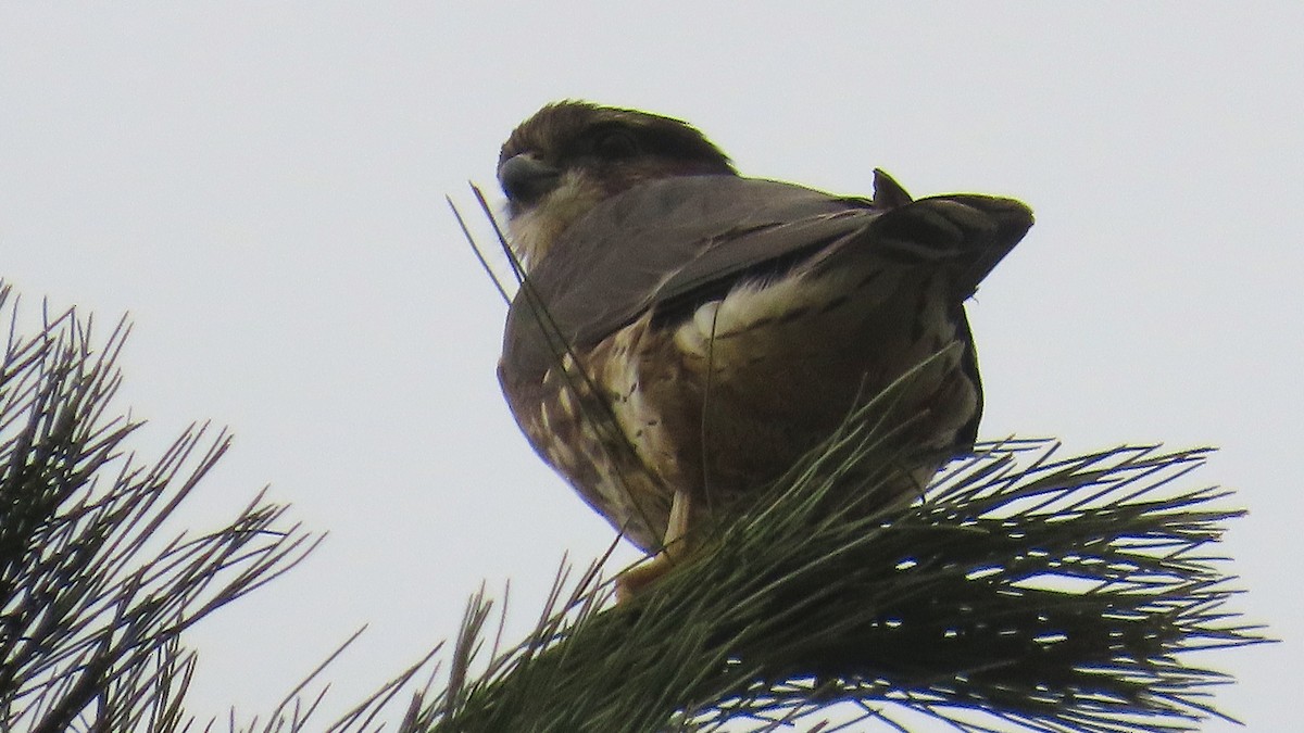 Хайргууна шонхор - ML644627423