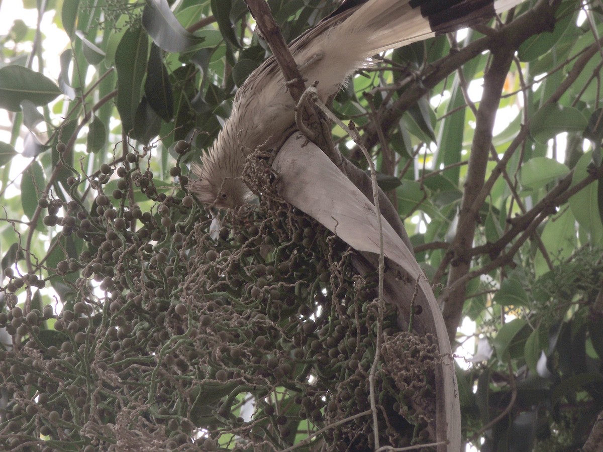 アマゾンカッコウ - ML644627425