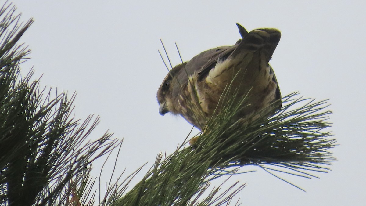 Хайргууна шонхор - ML644627427