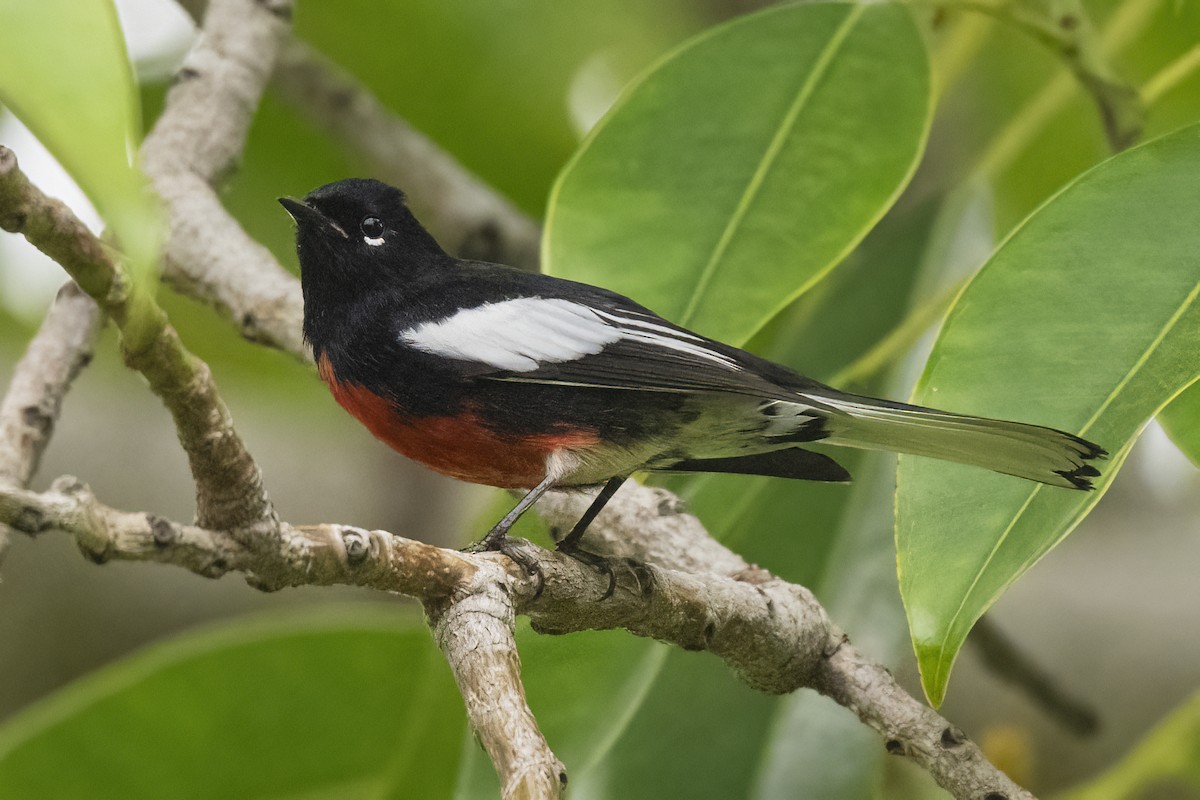 Candelita Aliblanca - ML644627429