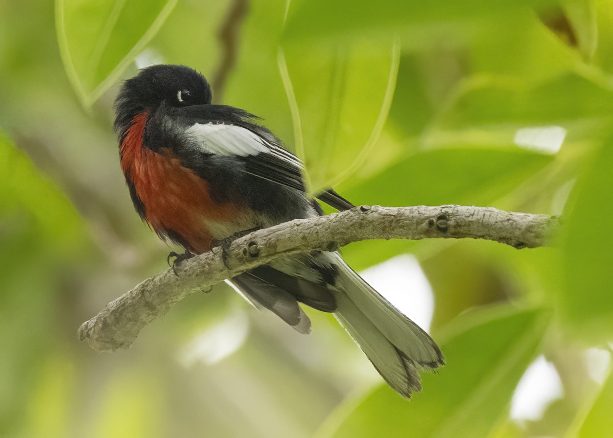 Candelita Aliblanca - ML644627431