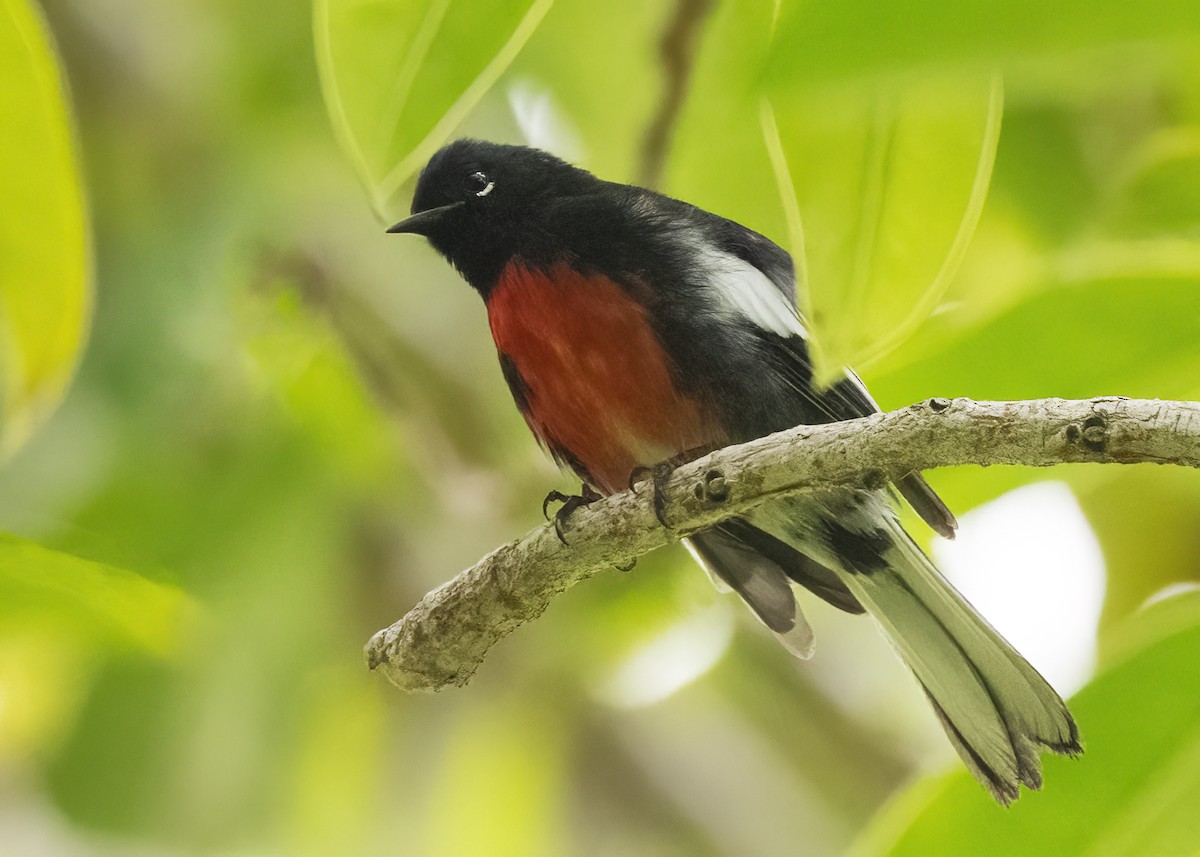 Candelita Aliblanca - ML644627432