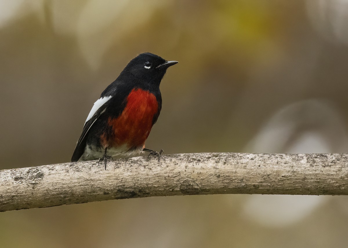 Candelita Aliblanca - ML644627433