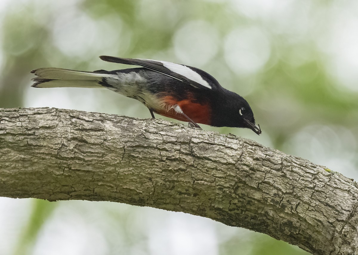 Candelita Aliblanca - ML644627435