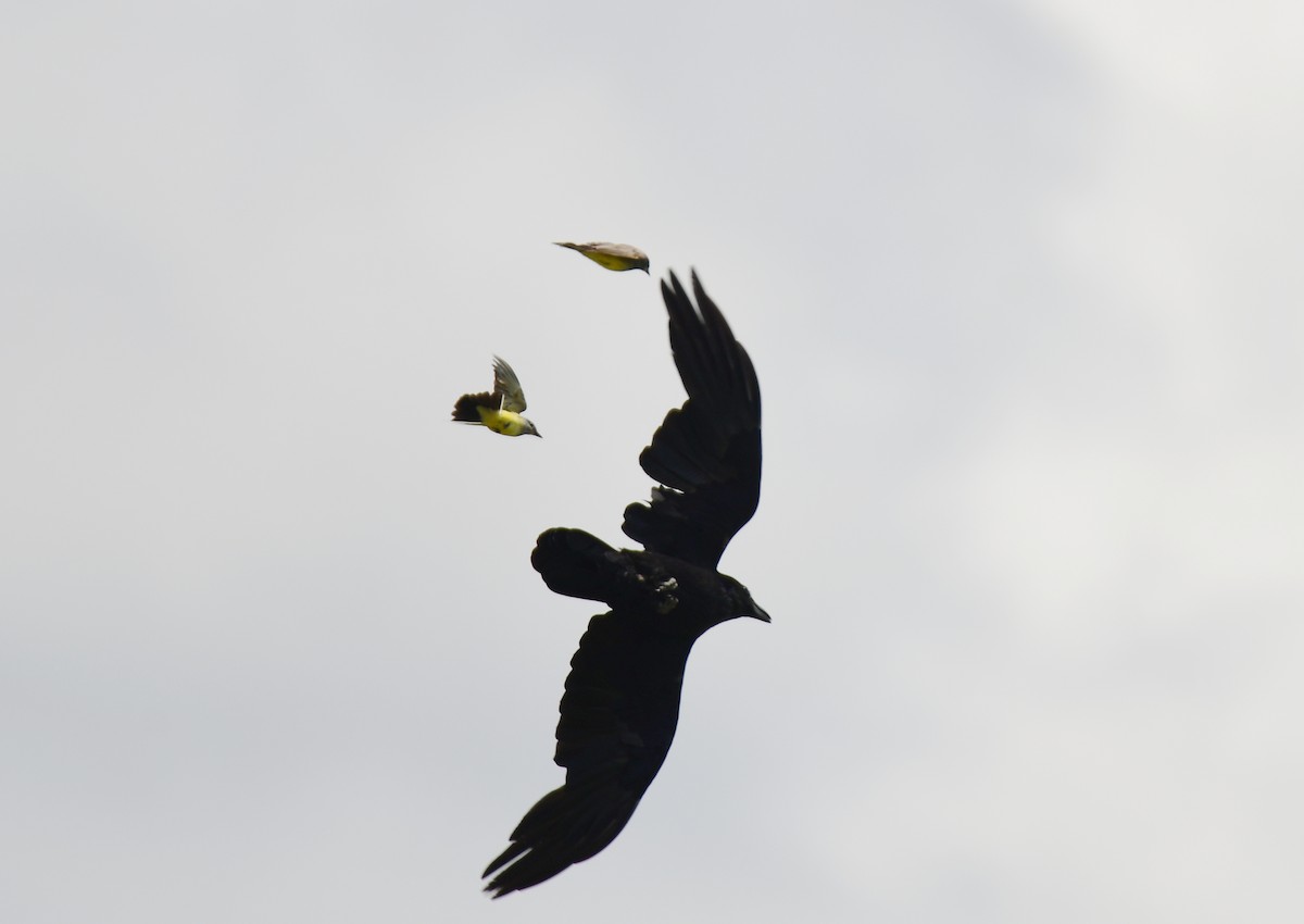 Cassin's Kingbird - ML644627436