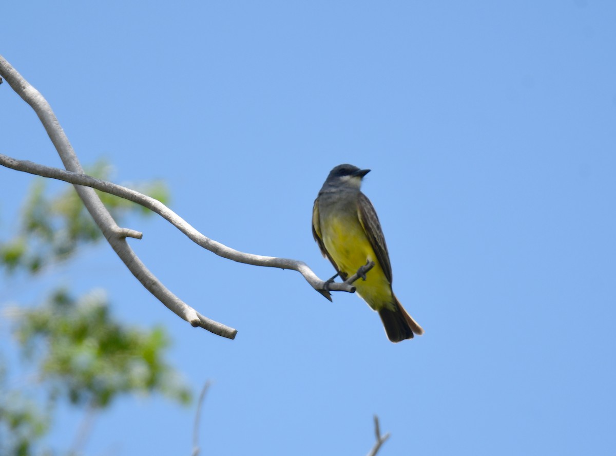 Cassin's Kingbird - ML644627437