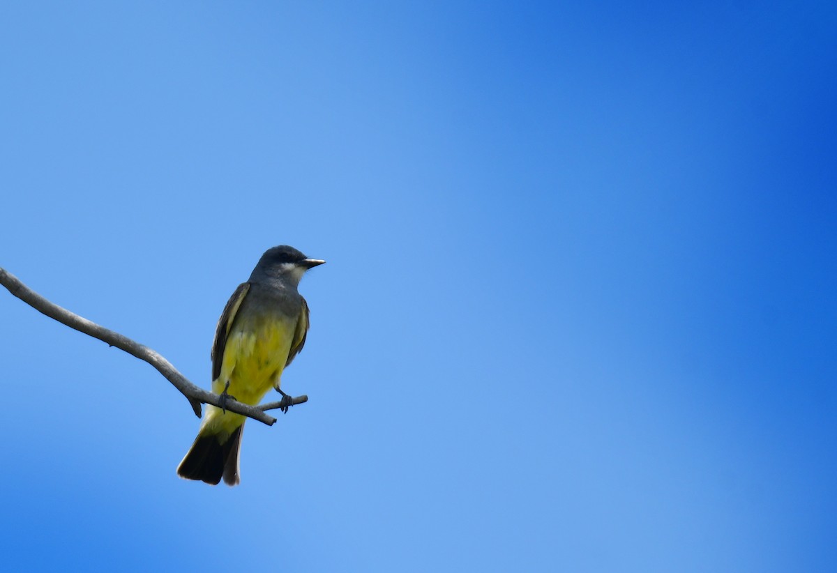 Cassin's Kingbird - ML644627438