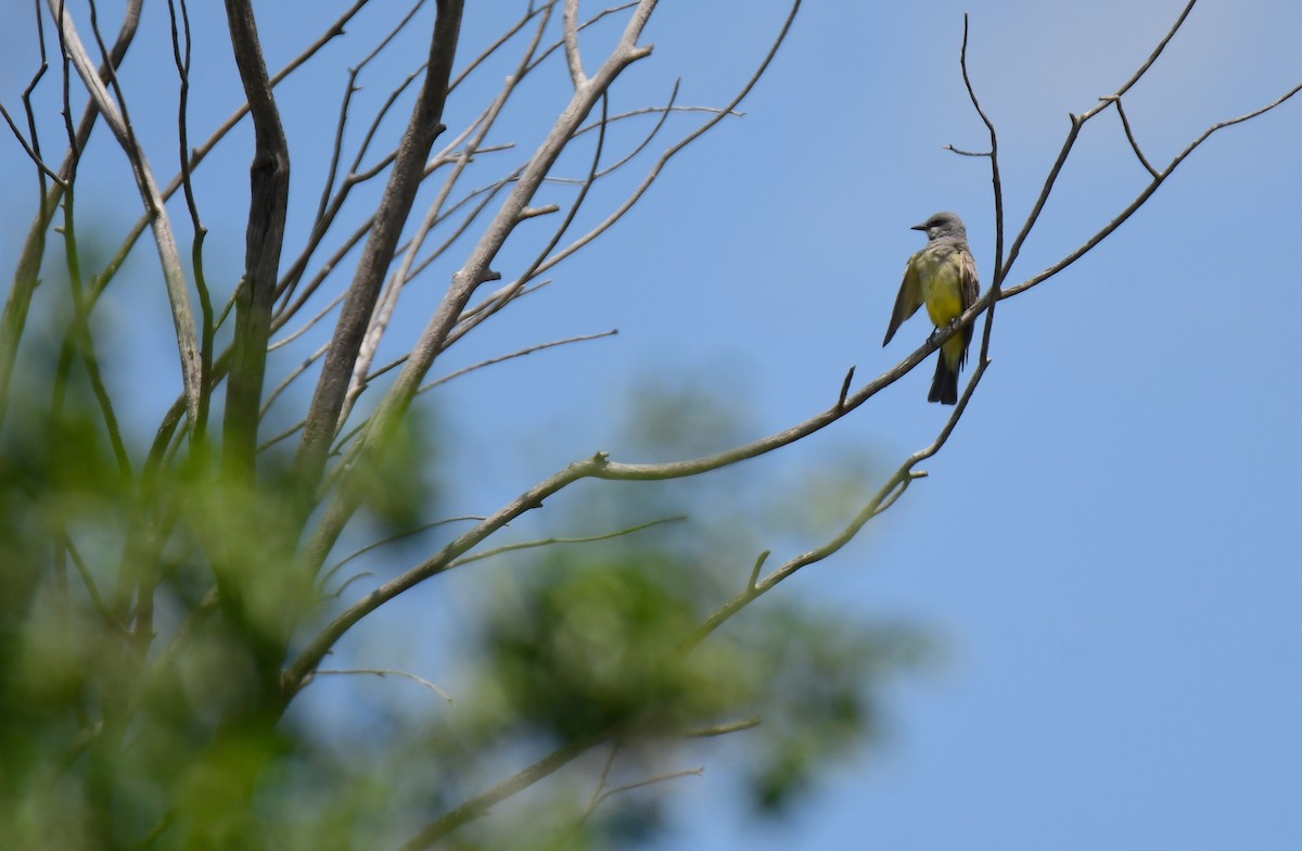 Cassin's Kingbird - ML644627439