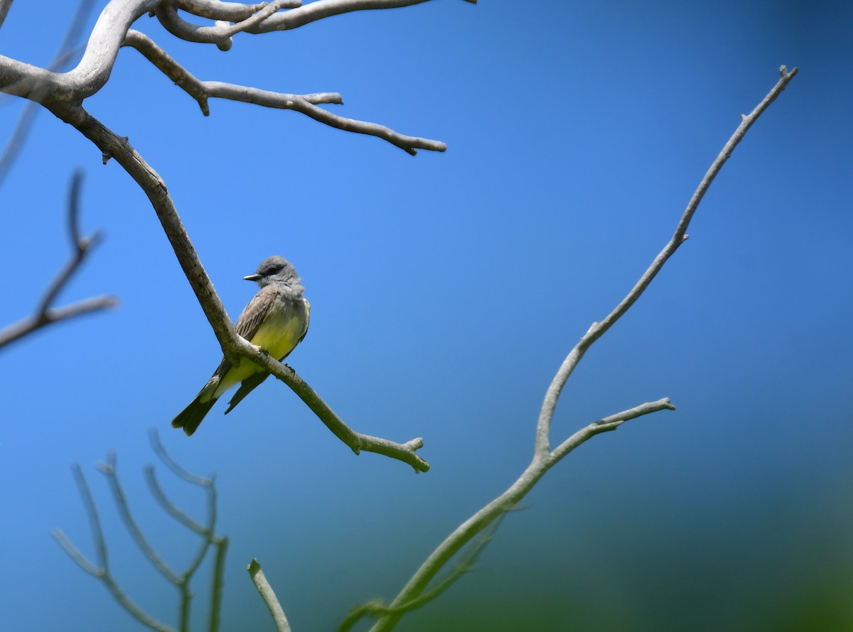 Cassin's Kingbird - ML644627440