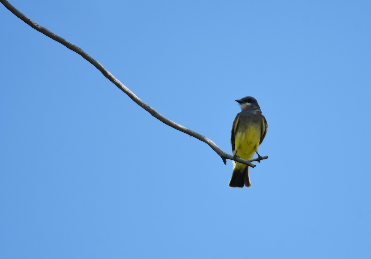 Cassin's Kingbird - ML644627441