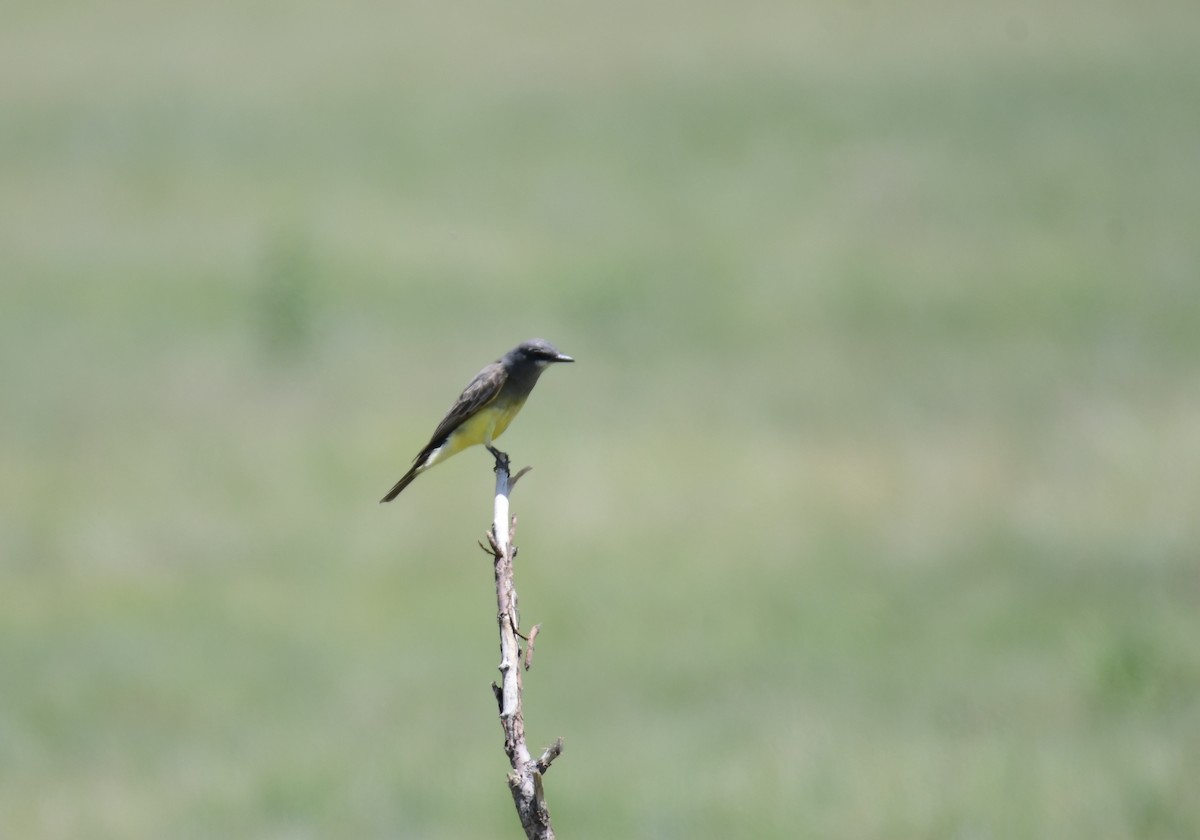 Cassin's Kingbird - ML644627442