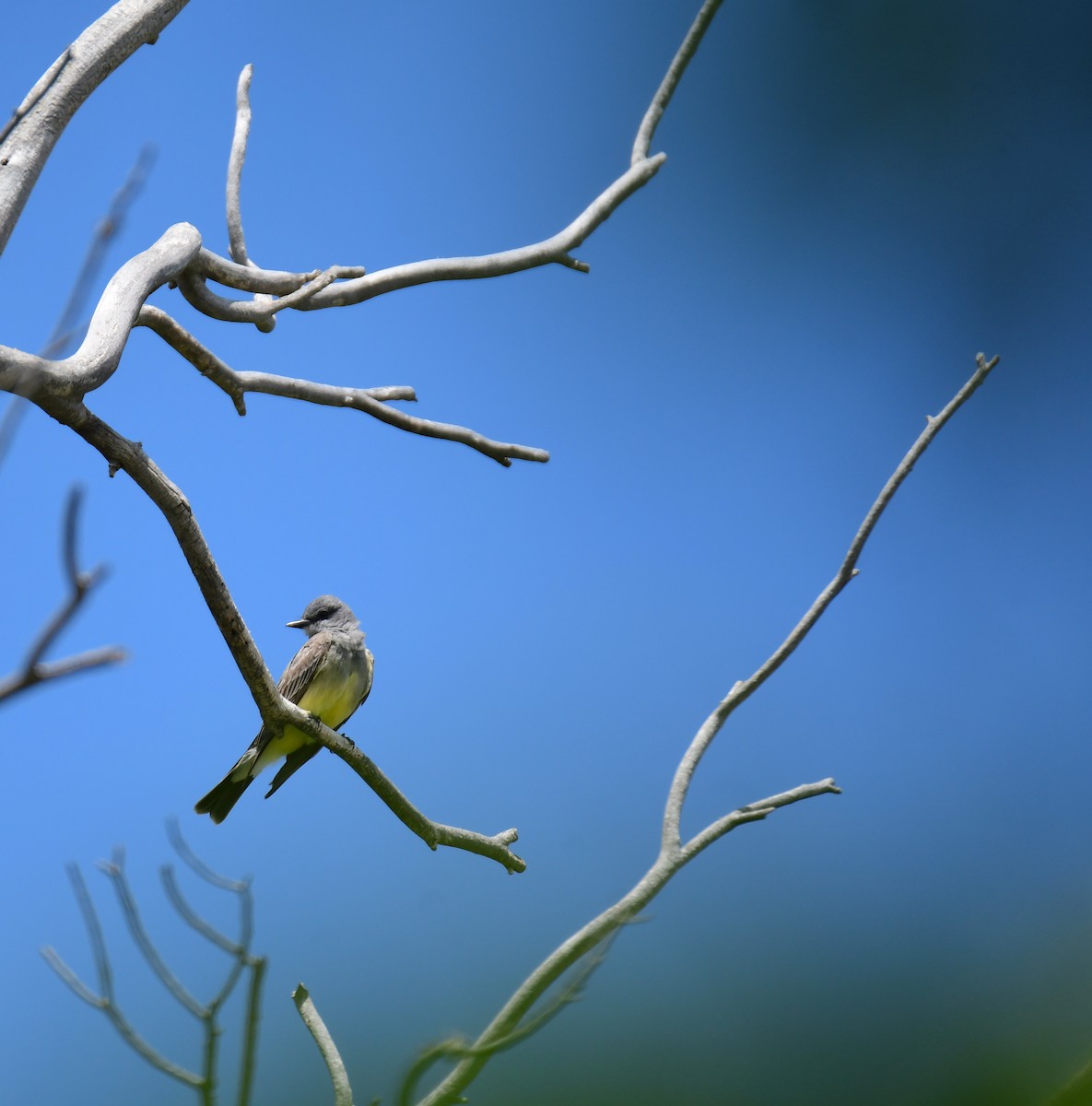 Cassin's Kingbird - ML644627449