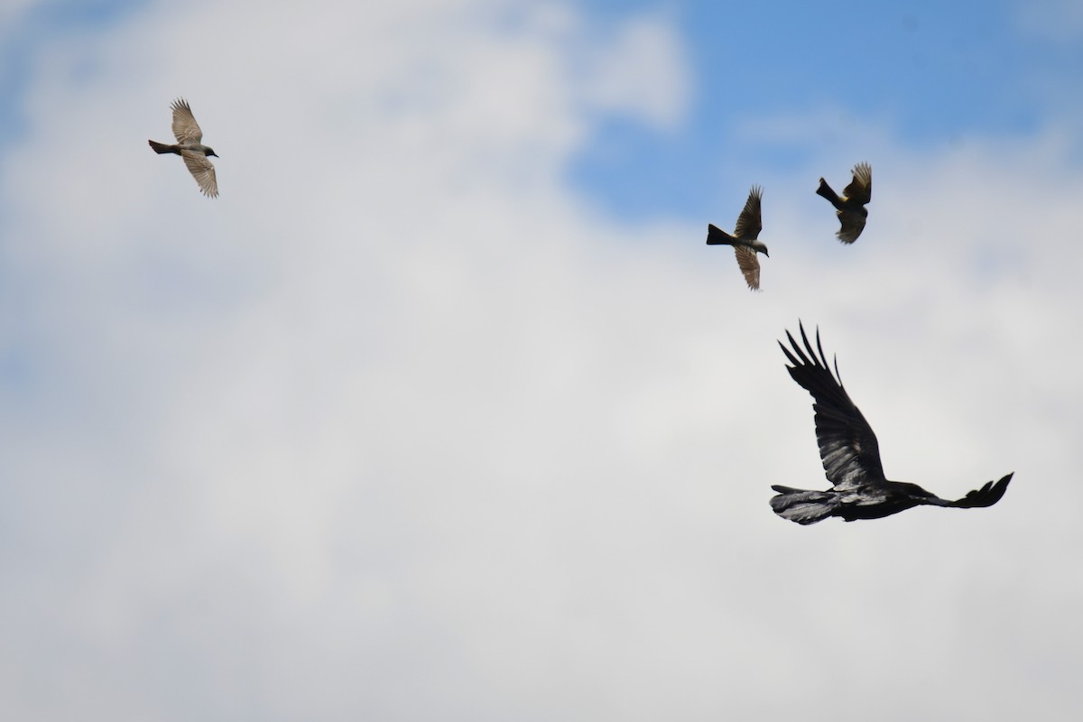 Cassin's Kingbird - ML644627450
