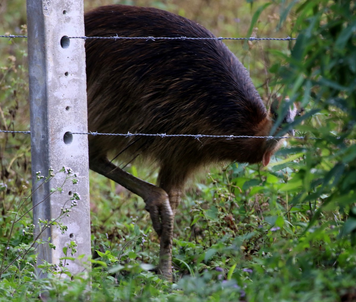 Southern Cassowary - ML644627451