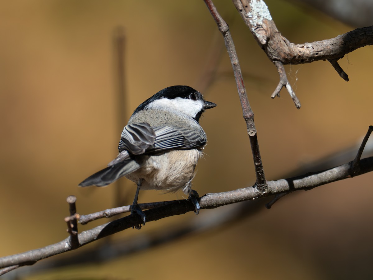 Carolina Chickadee - ML644627479