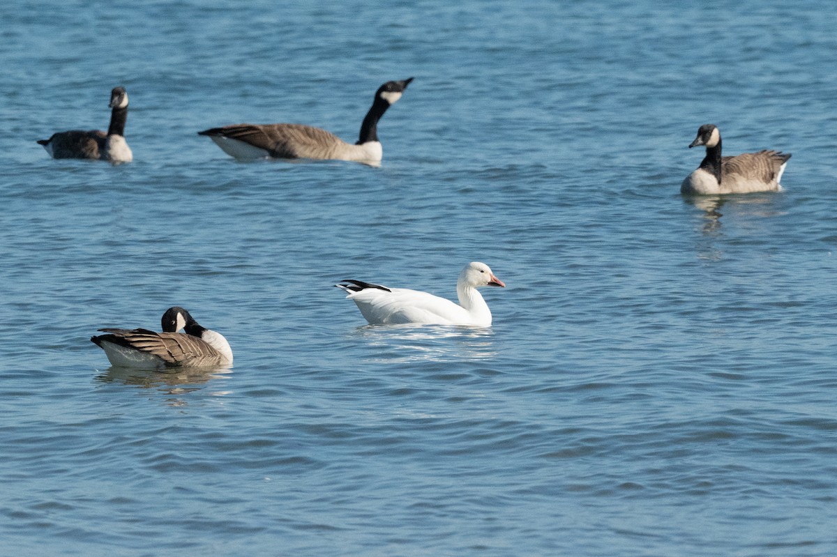 Oie des neiges - ML644627494