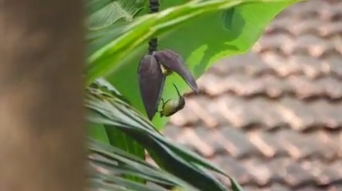 Little Spiderhunter - ML644627496