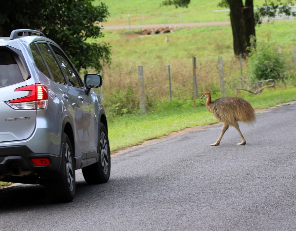 Southern Cassowary - ML644627500