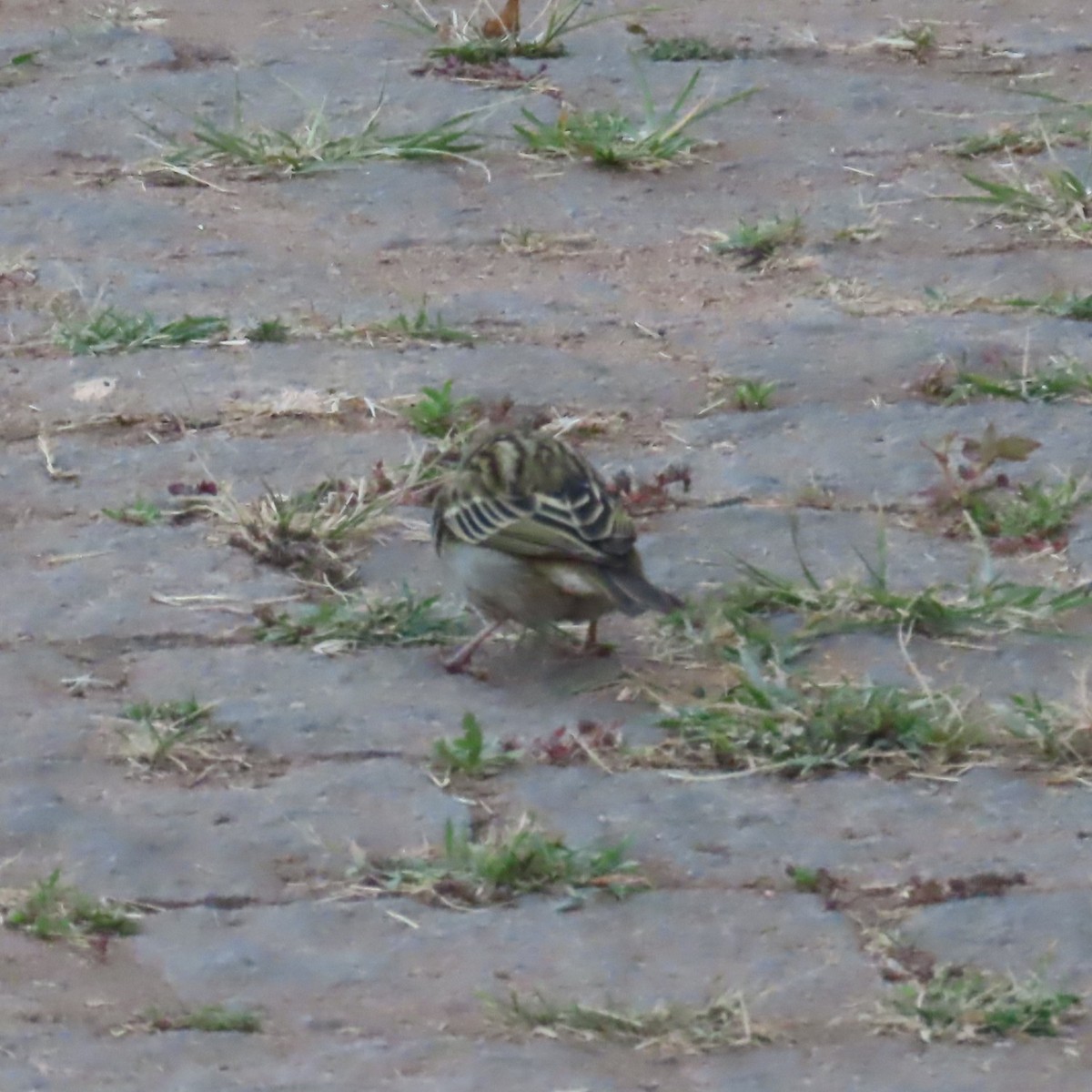 Red Fody - ML644627511