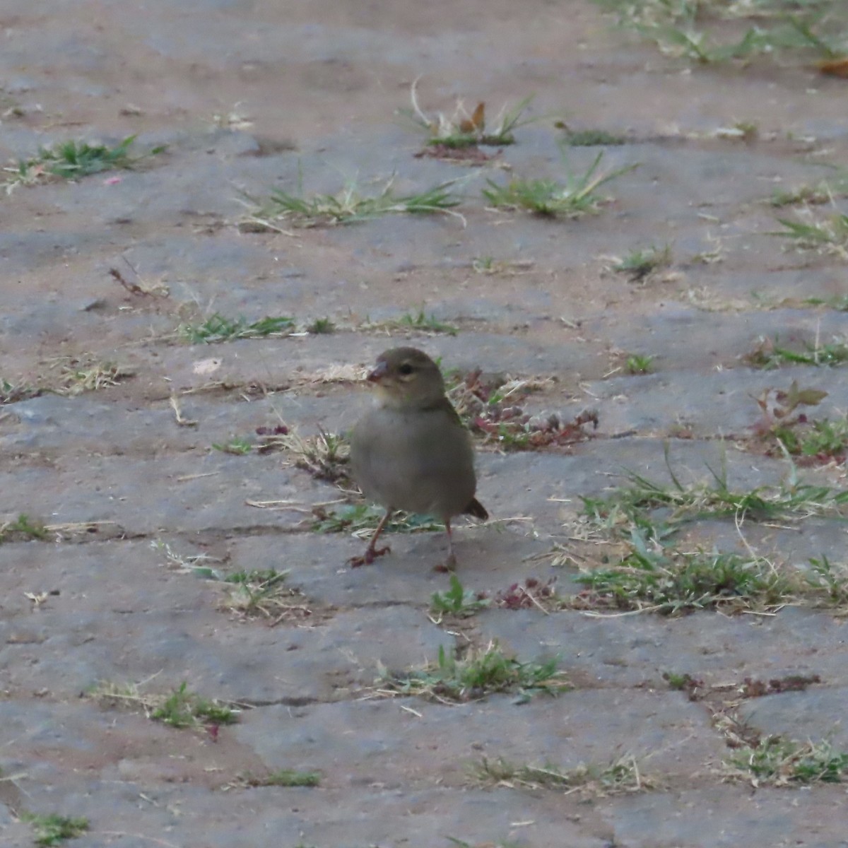 Red Fody - ML644627512