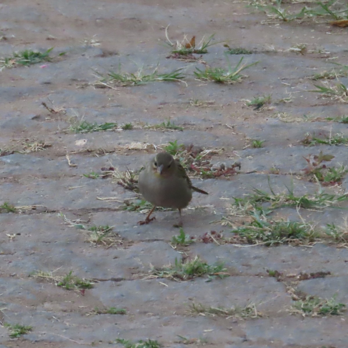 Red Fody - ML644627513