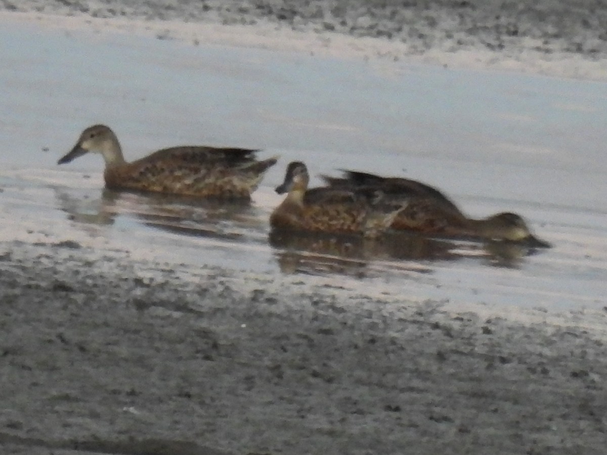 Blauflügelente - ML644627515