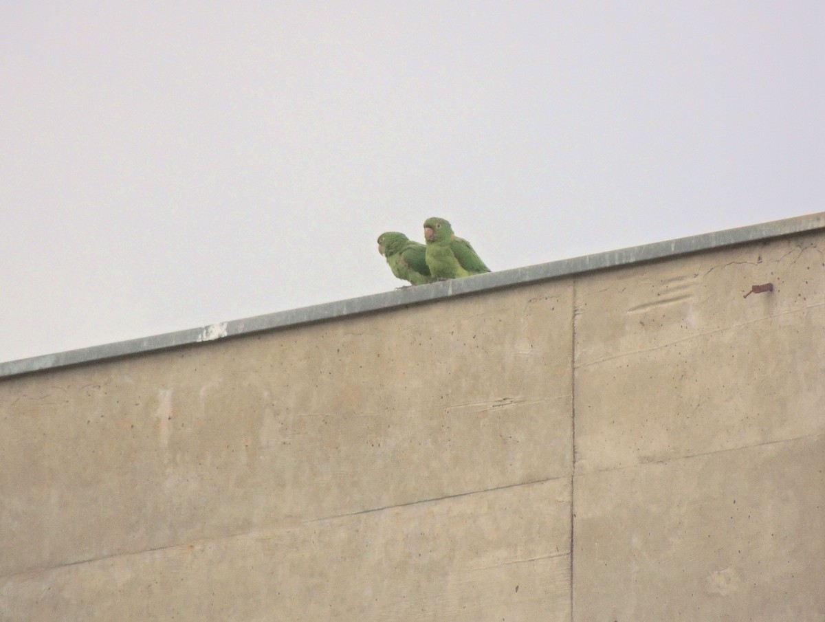 White-eyed Parakeet - ML644627516