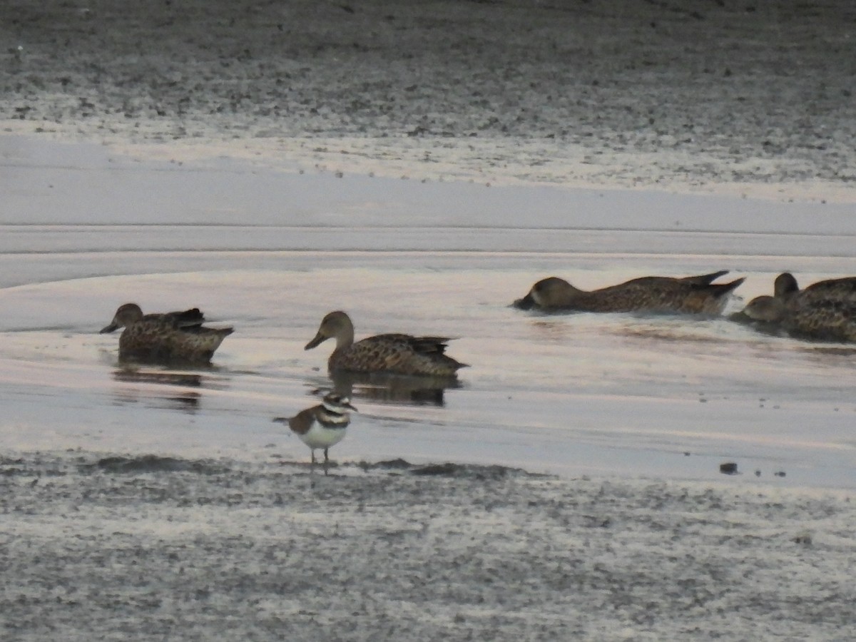 Blauflügelente - ML644627518