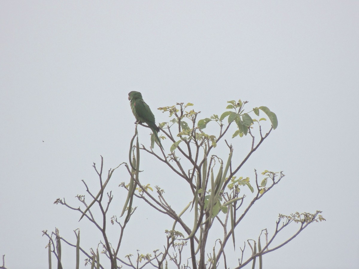 White-eyed Parakeet - ML644627522