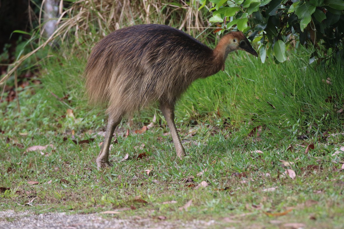 Southern Cassowary - ML644627529