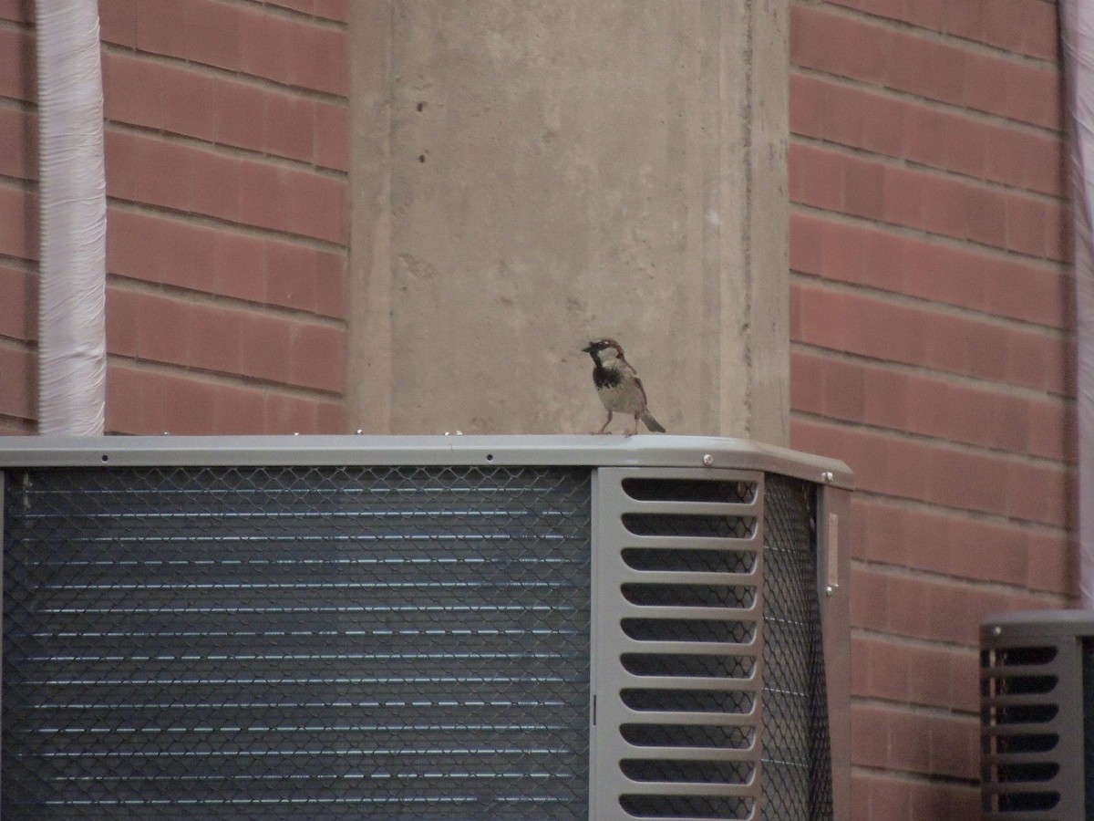 Gorrión Común - ML644627534