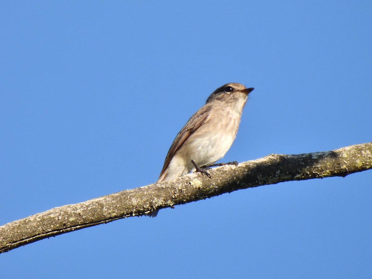 African Dusky Flycatcher - ML644627535