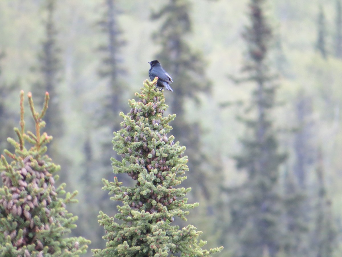 Rusty Blackbird - ML644627536