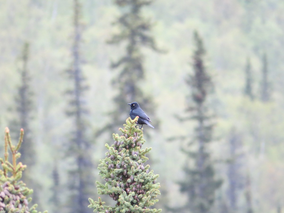 Rusty Blackbird - ML644627537