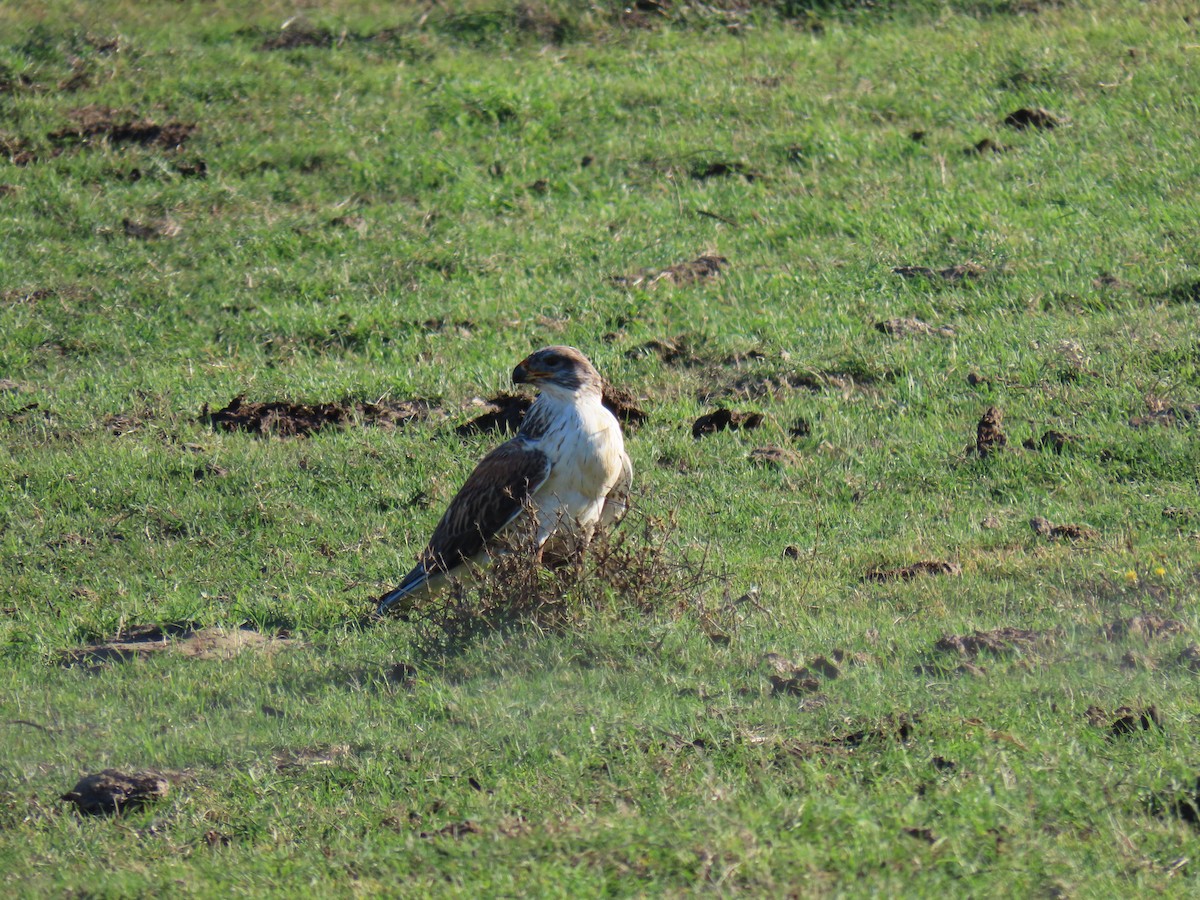 Ferruginous Hawk - ML644627538