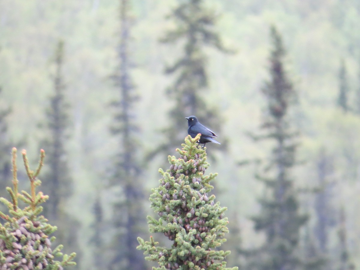 Rusty Blackbird - ML644627539