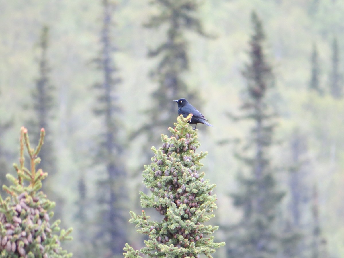 Rusty Blackbird - ML644627540