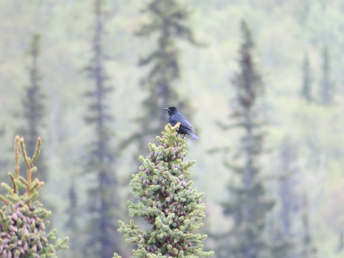Rusty Blackbird - ML644627541